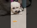 #狗狗 #狗 #比熊#比熊犬