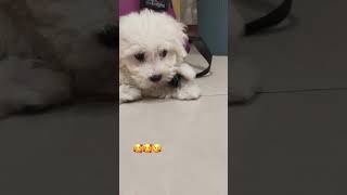 #狗狗 #狗 #比熊#比熊犬