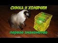 Симка и хомячки, первое знакомство/ The cat and the hamsters, the first acquaintance