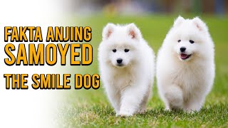 Fakta Samoyed, Si Anjing Yang Mudah Tersenyum Doglovers Wajib Tau...