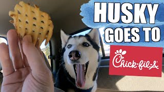 Siberian Huskies React To Drive Thru ChicFilA Breakfast!!!