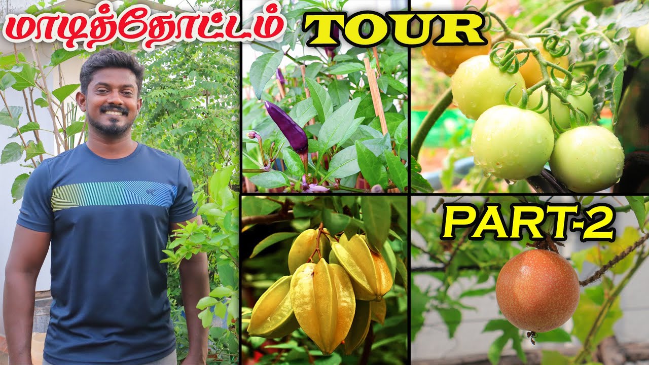 TERRACE GARDEN TOUR PART - 2 | SEPTEMBER MONTH UPDATE | ஆடிப்பட்டத்து காய்கறிகள்  மற்றும் பழங்கள்