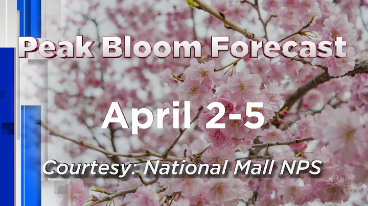 Cherry blossoms set to peak in early April 2021