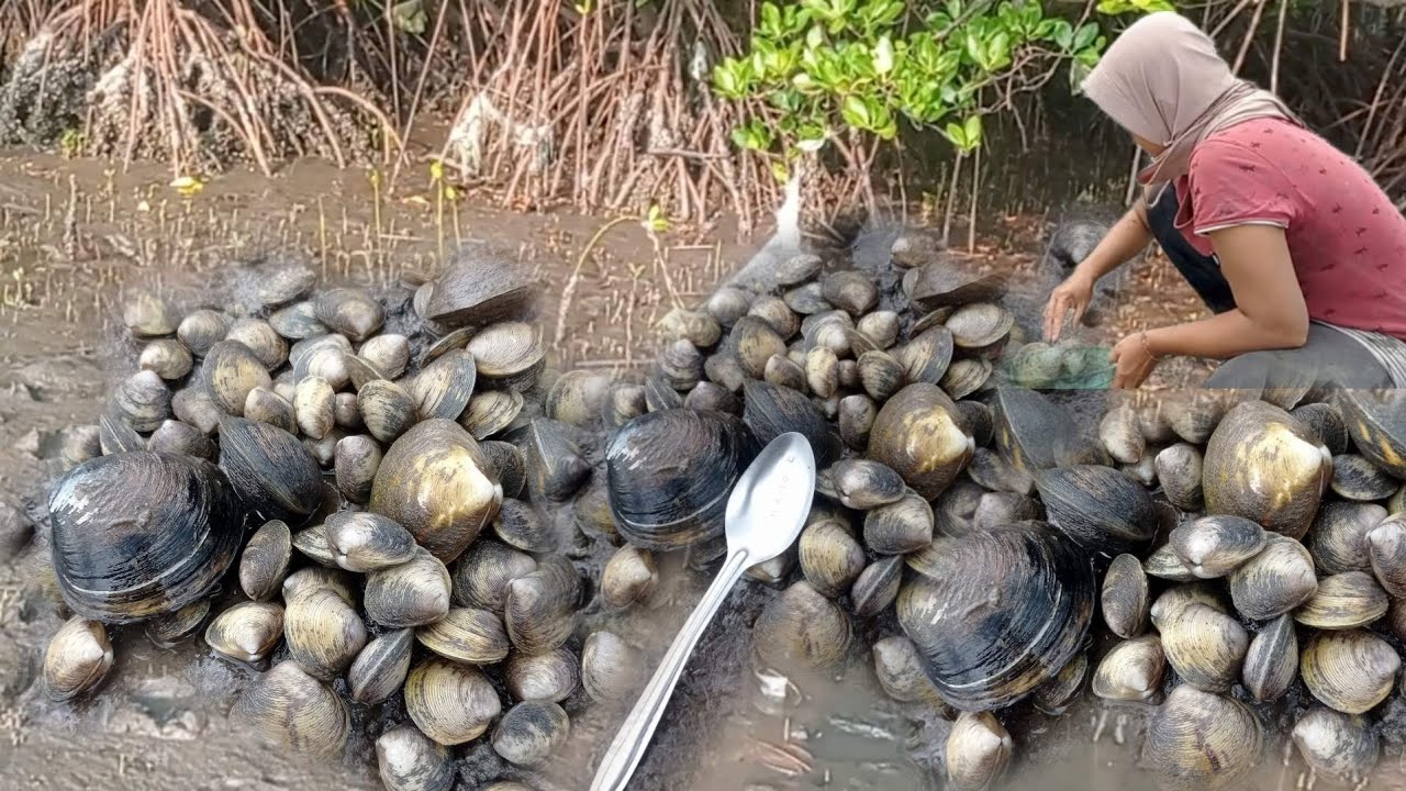 Mencari kerang yang bersembunyi Di Akar pohon Bakau