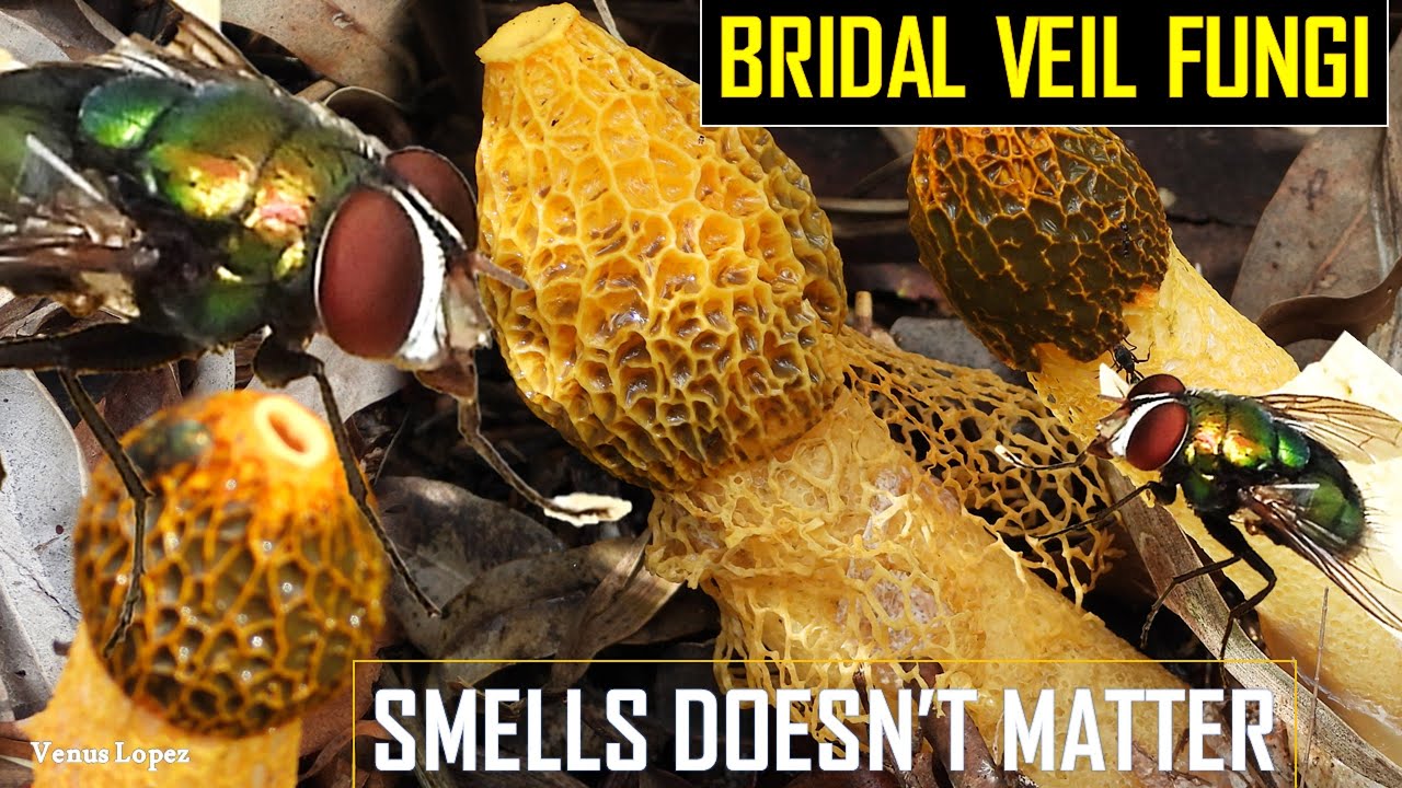 Yellow Bridal Veil Stinkhorn Stunningly Putrid Fungi Fungus Veilrooms Nature Vlog Youtube Yellow Bridal Veil Stinkhorn Stunningly Putrid Fungi Fungus Veilrooms Nature Vlog Youtube
