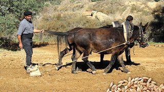 The sowing of the cereal with horses. Ancestral technique to till and sow the field