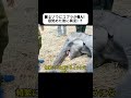 眠るゾウにコブラが侵入！ 目覚めた後に異変！？ #ゾウ #コブラ #毒ヘビ #野生動物  #foryou #fypシのサムネイル