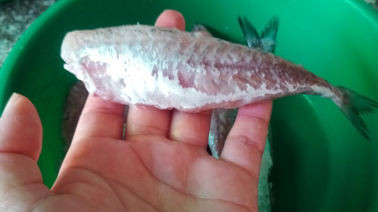 طريقة غسل سمك الشرن للمبتدئات بطريقة سهلة واحترافية