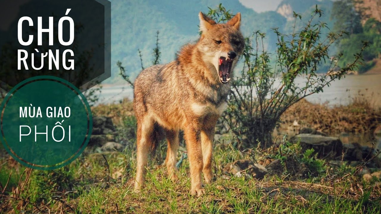 (P2) Chó Rừng Hung Dữ trong Mùa Giao Phối/ Canis Aureus/ NhamTuatTV ...