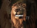 Lion is a King of Jungle  #lifehacks #motivationalvideo #lifehackshorts