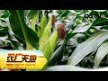 《农广天地》玉米倒伏原因与预防 20180730 | CCTV农业
