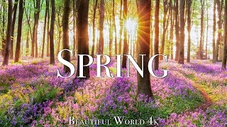 Amazing Colors of Spring 4K Nature Relaxation Film - Relaxing Piano Music - Natural Landscape screenshot 2