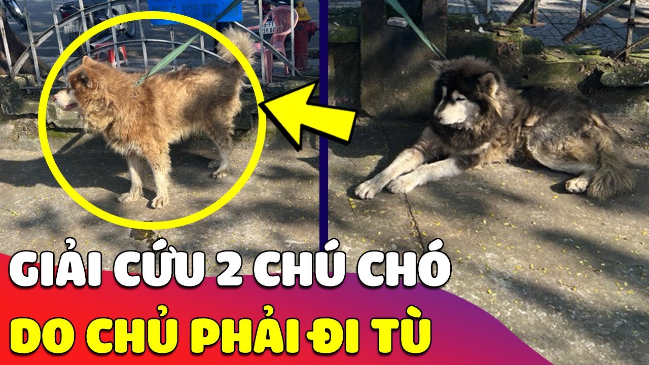 Giải cứu 2 chú chó Alaska 'BỊ VỨT BỎ' ở Huế do chủ... - youtube