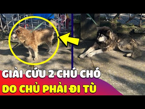 Video Giải cứu 2 chú chó Alaska 'BỊ VỨT BỎ' ở Huế do chủ... - youtube