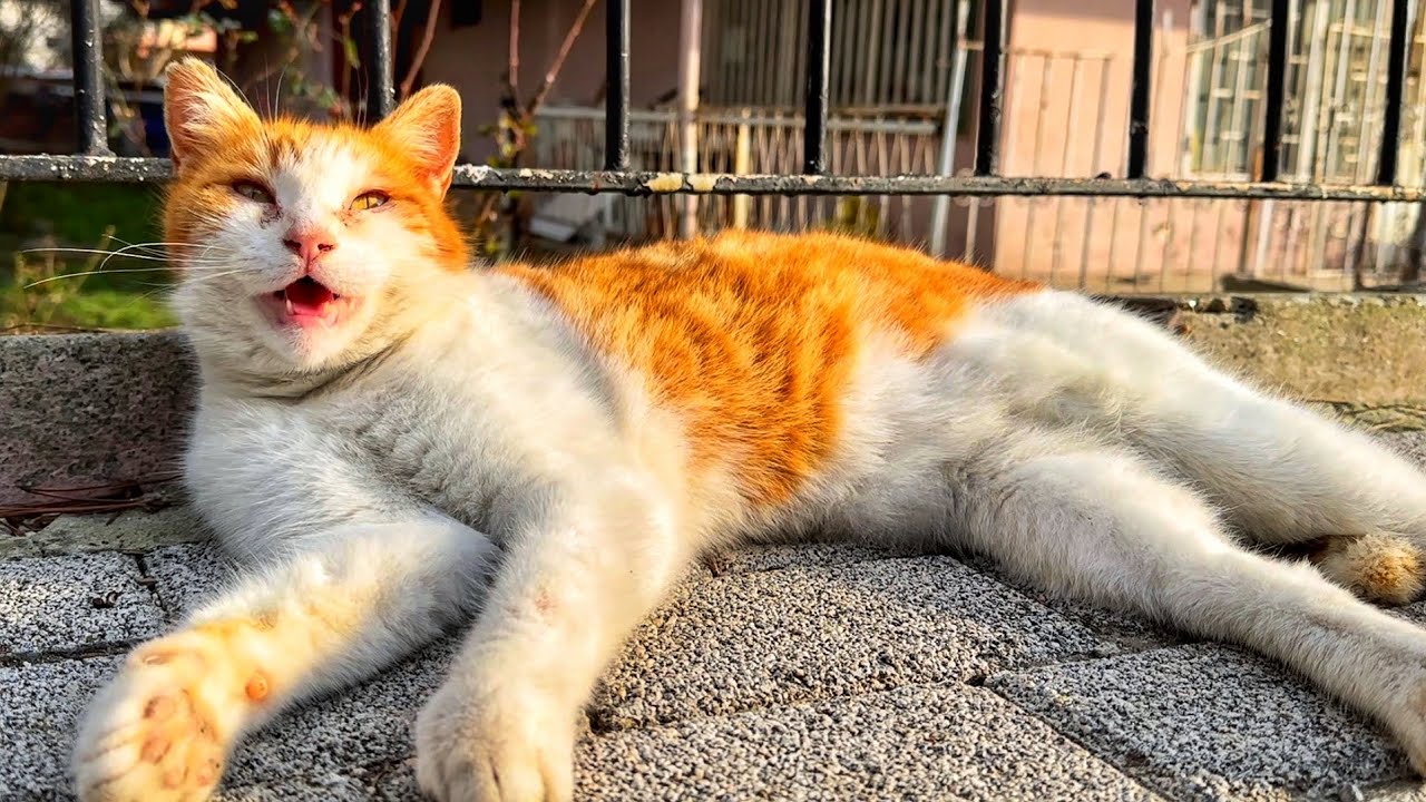 Stray CAT Started MEOWING when she saw me YouTube