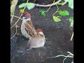 雀にバレたら死ぬメジロ