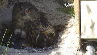 Uglemor Fodrer En Uge Gamle Blinde Ugleunger Med Blishøne