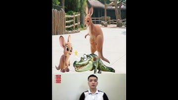 Chuột túi nhỏ sống trong túi bụng mẹ #funny #baihoccuocsong #dongvat