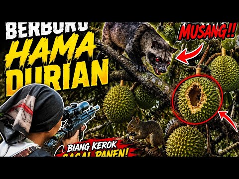 Berburu hama nakal yang menghabiskan tanaman warga