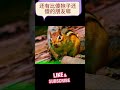 还有比傻狍子还傻的朋友嘛