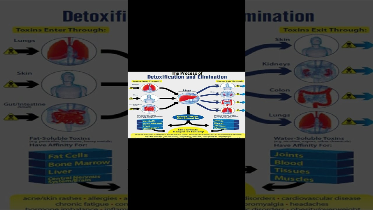 how toxins build up in our systems