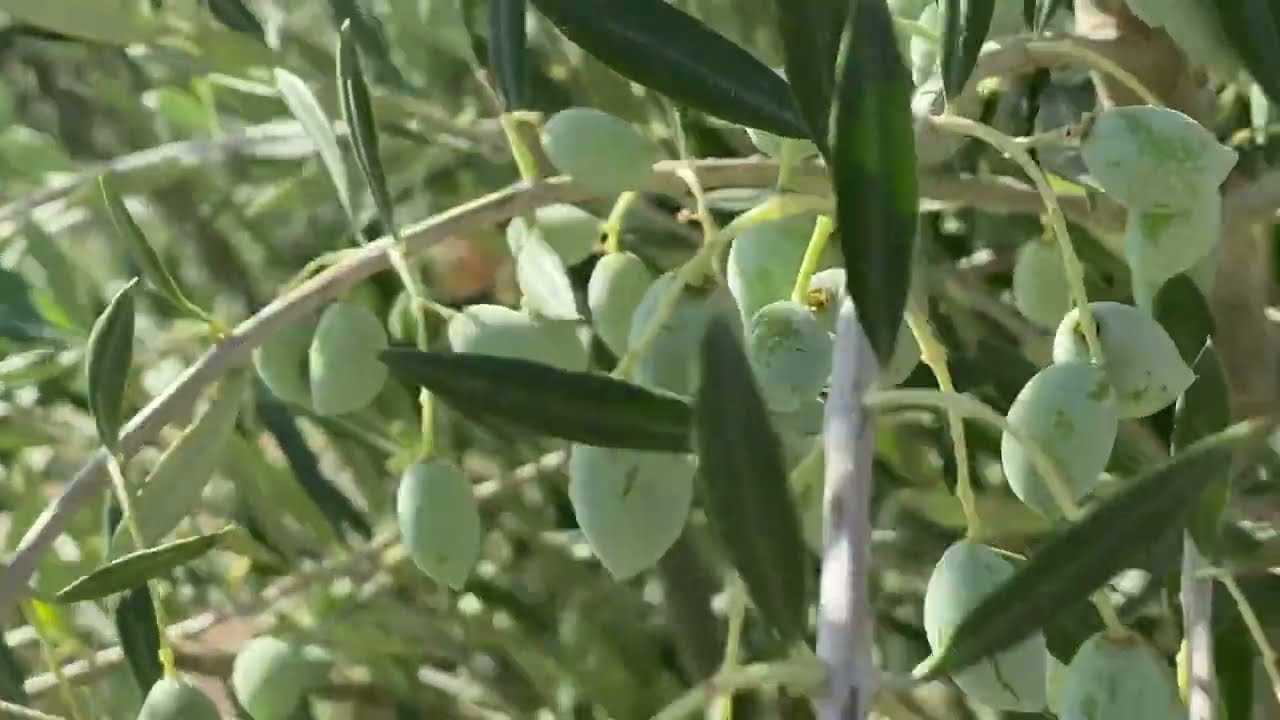 من أصناف الزيتون عالية الزيت كورونيكي Koroneiki