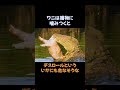 ワニの雑学語ります #雑学 #動物