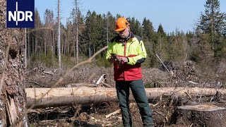 Harz - Kleine Käfer und große Maschinen | Die Nordreportage | NDR