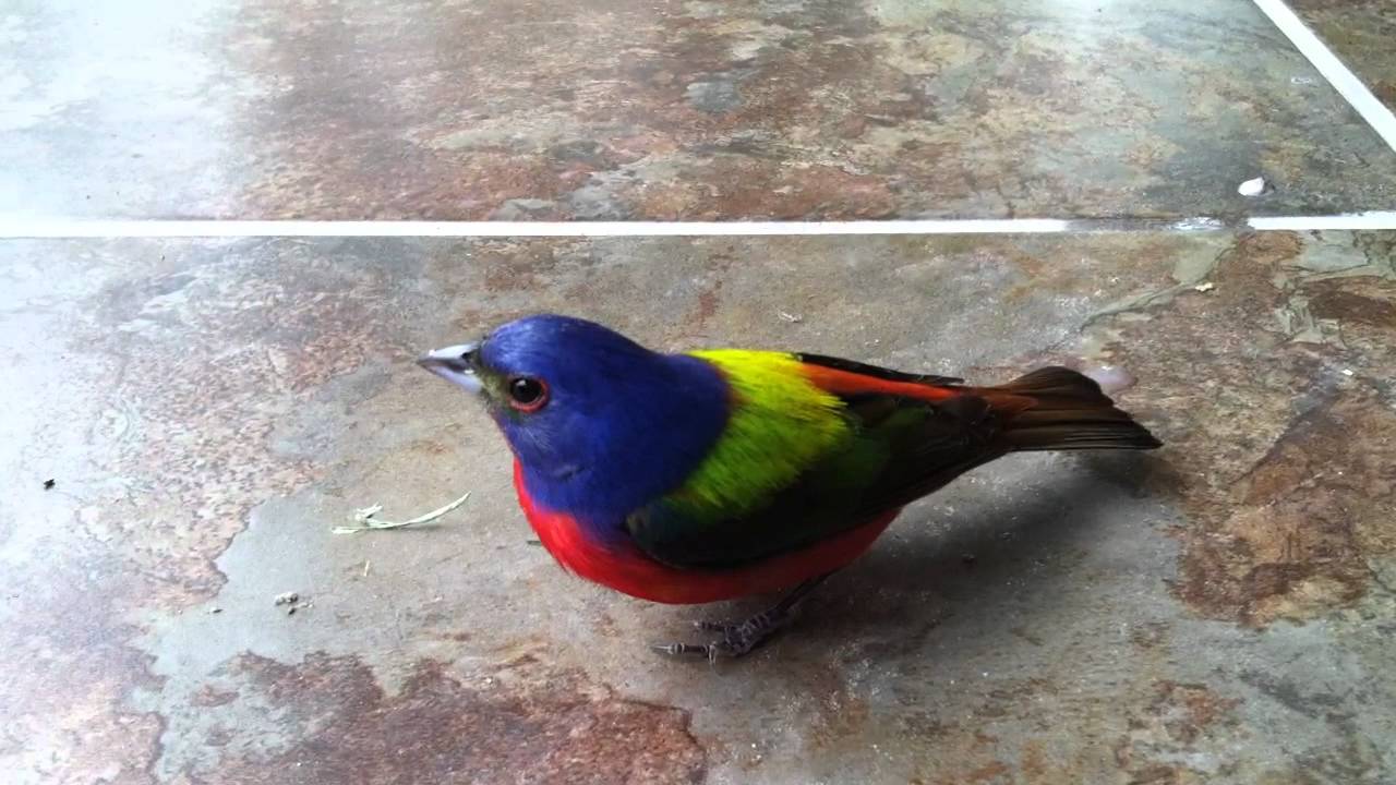 Painted Bunting in E Texas YouTube