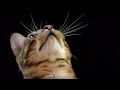 How do Cats Use Their Whiskers? Slow-Motion | Cats Uncovered | BBC