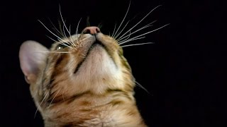 How do Cats Use Their Whiskers? Slow-Motion - Cats Uncovered - BBC