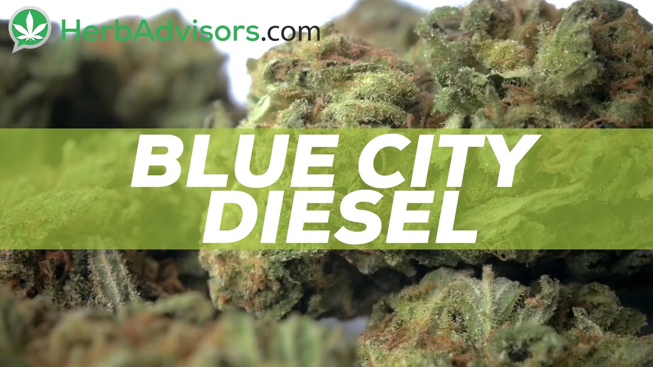 Blue City Diesel Strain Review by HerbAdvisors.com