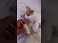 Cute Cat Videos That Will Make You Smile #cutecats #catvideo2026 #cat #viralcats