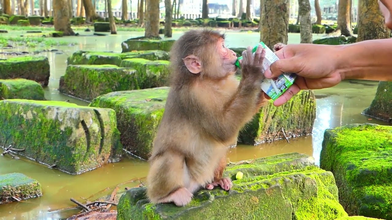 Breaking News!! Today, Baila injured her hand by another monkey bite, & we fed her mango with milk.