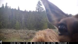 Wildlife cam: Curious elk