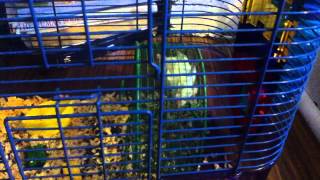 My Mouse Is A Stunt Devil