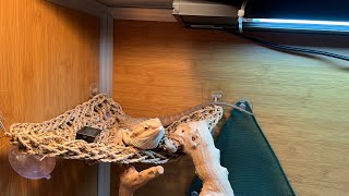 How to dust your feeder insects for your reptiles!