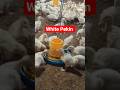 white Pekin Ducklings 🐥| Duck farming Business 😱 #poultryfarming #hatchery #ducklings #duckfarming