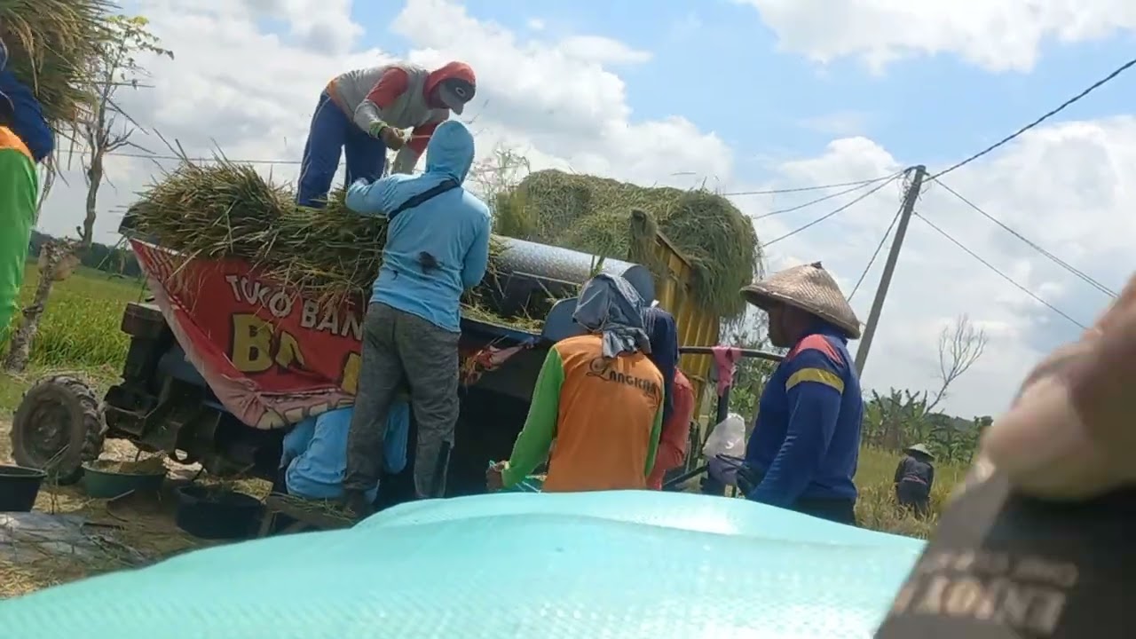 Wes rame wong panen padi jadwale ngedos