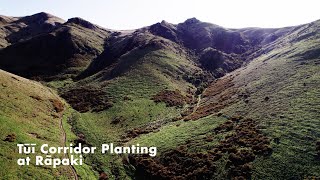 Tūī Corridor Project - Planting at Rapaki