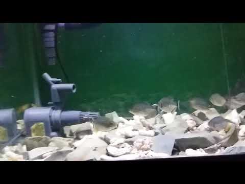PIRANHA babies eat chicken meat...
