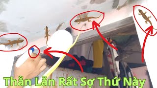 Trong Nhà Quá Nhiều Thằn Lằn Hãy Làm Cách Này Bỏ Đi Hết/Mẹo Đuổi Thằn Lằn Đi Sạch Không Còn Con Nào