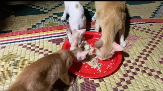 Kitten big eating foods with mommy ❤