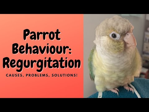 Video: Penyebab dan Penyelesaian Yang Mungkin untuk Masalah Tingkah Laku di Parrots
