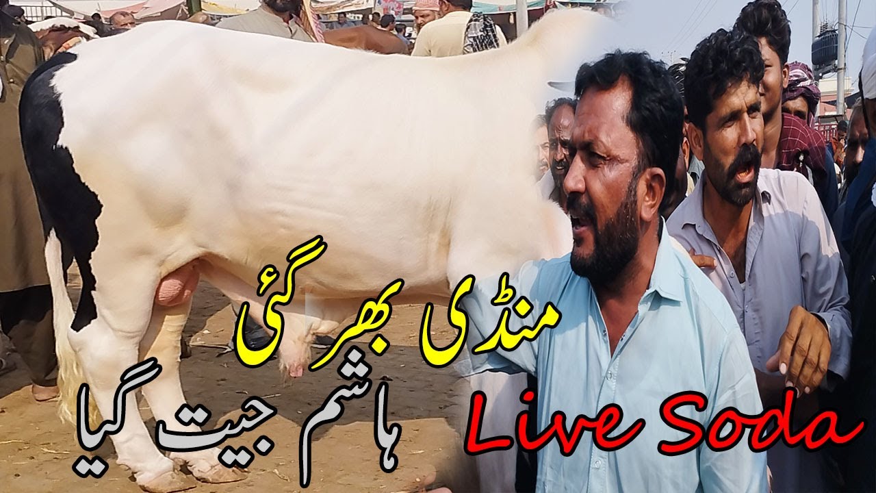 Multan Cow Mandi Live Soda 🔥 | Эк Бхари Бахра Сале Хо Гья 💰 | Обновление Манди 2025