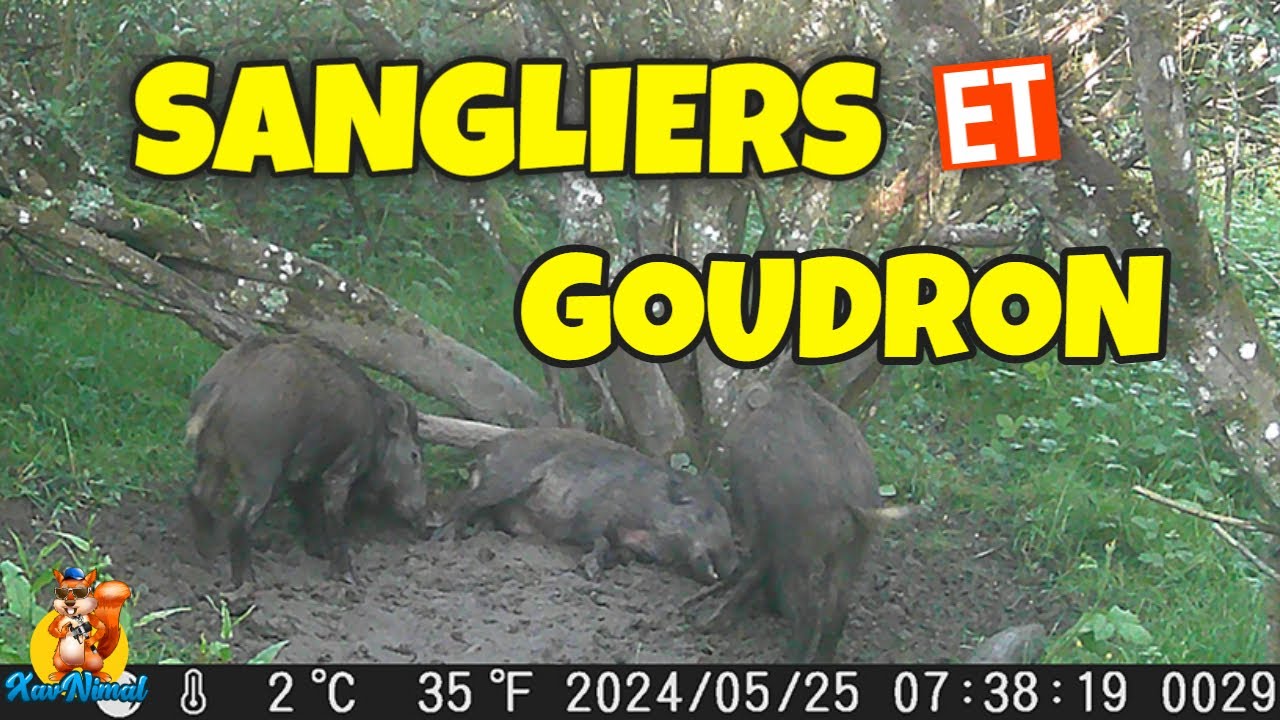 JE MET DU GOUDRON DE NORVÈGE POUR ATTIRER LES SANGLIERS