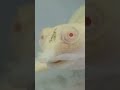 行きつけのペットショップが今日で...連れて帰りたいな