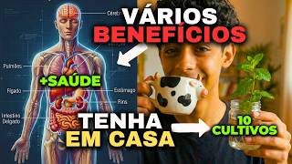10 Cultivos Medicinais que Você Deve Ter! Benéficos, Forma de Plantio e Cuidados