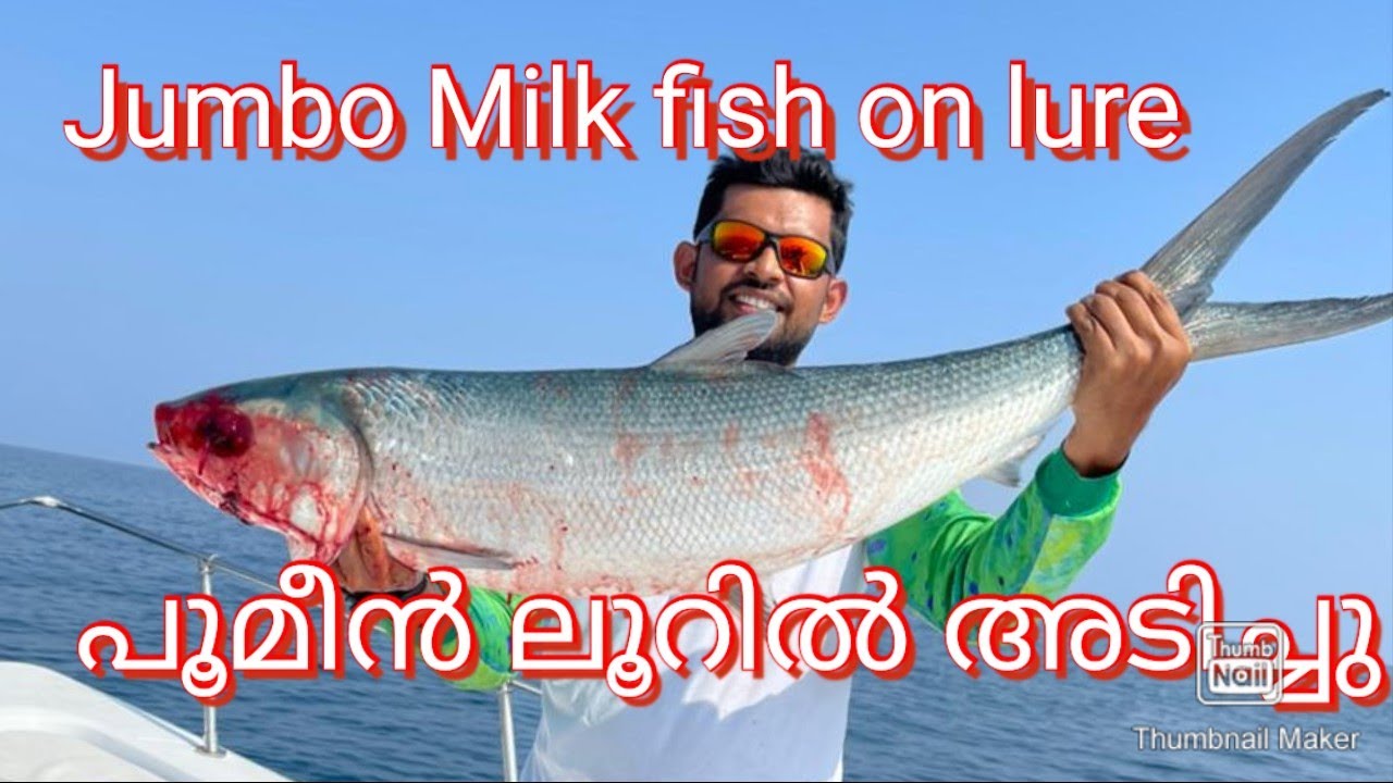 17kg milkfish on lure casting #abudhabifishing#uaefishing#milkfish#megabassX80 #crazymalayaliangler