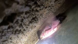 Forced Underwater Inside A Cave